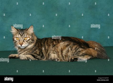 Kurilian Bobtail Stock Photo - Alamy