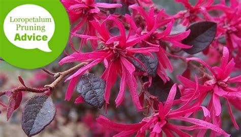 How To Prune & Trim A Loropetalum Shrub Or Tree - Wilson Bros Gardens