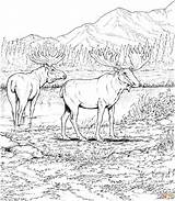 Free Printable Elk Coloring Pages  Coloring Nation sketch template