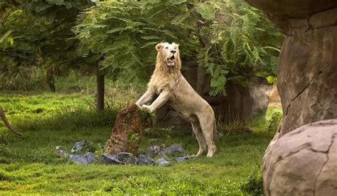 Dubai Safari Park Tickets and Offers 2023 | Kidzapp