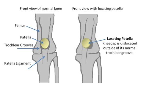 What Is A Luxating Patella? - Molly