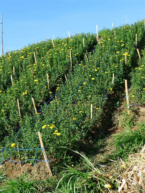 adventures in sustainability: The Flower Growers of Busay, Cebu