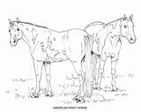 PRINTABLE Set Of 10 Horse Breed Coloring Pages 2  Digital Download Etsy sketch template