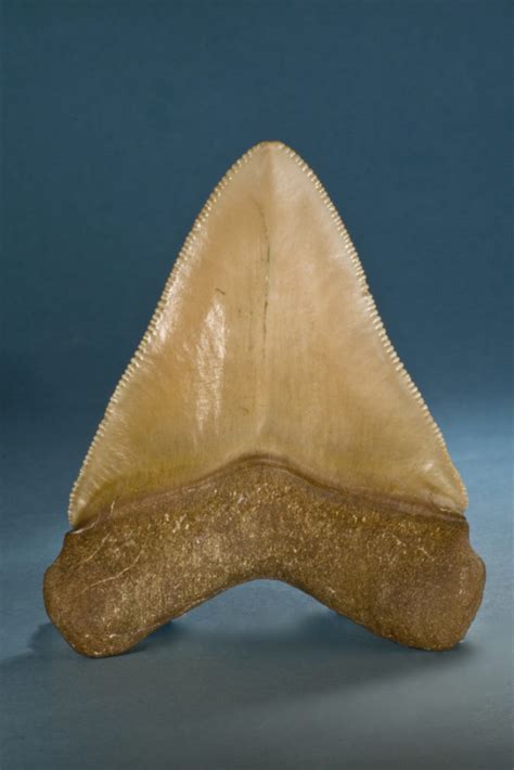 Megalodon teeth, Other localities