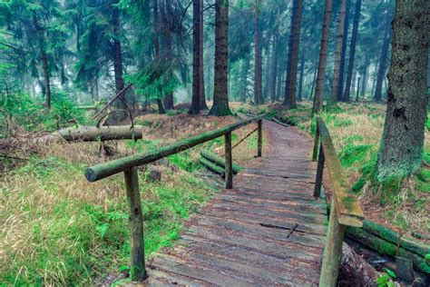 Evergreen forest stock image. Image of pine, plant, autumn - 183252357