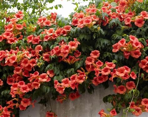 Perennial Vining Flowers Zone 6 / Top 10 Climbing Plants For A Small ...