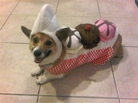 Corgi Sundae | Corgi, Pet halloween costumes, Corgi costume