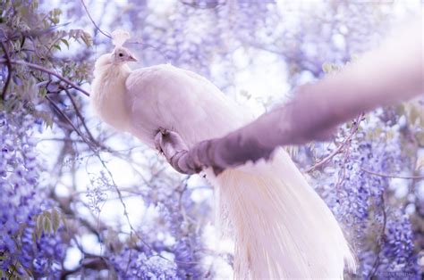 White Peacock Wallpaper,HD Birds Wallpapers,4k Wallpapers,Images ...