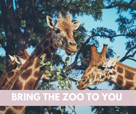 Bring the Zoo to You | Waco Moms