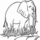 Free Printable Elephant Coloring Pages For Kids sketch template