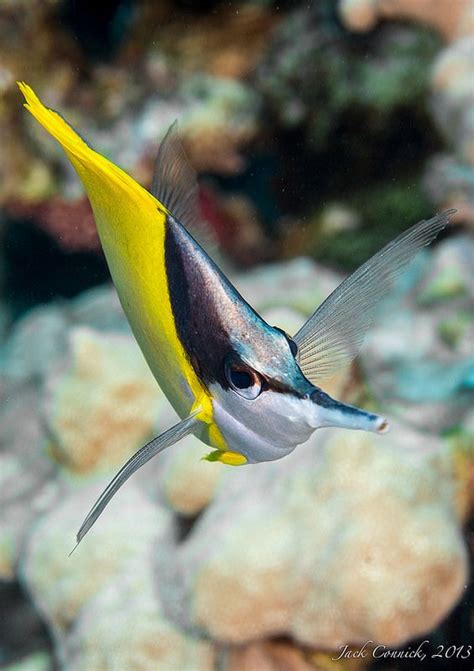 Longnose Butterflyfish | Sea animals, Underwater photography, Sea life