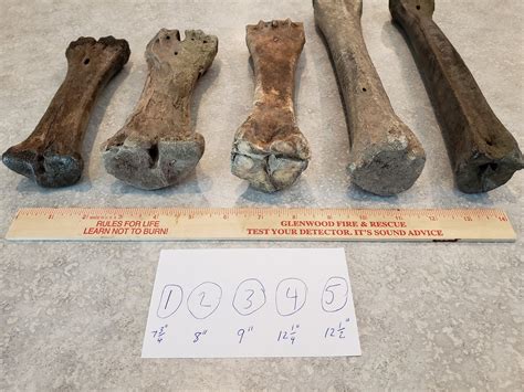 Asking for help to Identify Leg Bones - Fossil ID - The Fossil Forum