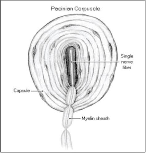 Pacinian Corpuscles Histology