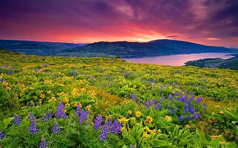 HD wallpaper: Sunrise Morning First Sun Rays Flowers Meadow With Mountain Lake Mountains Hd ...
