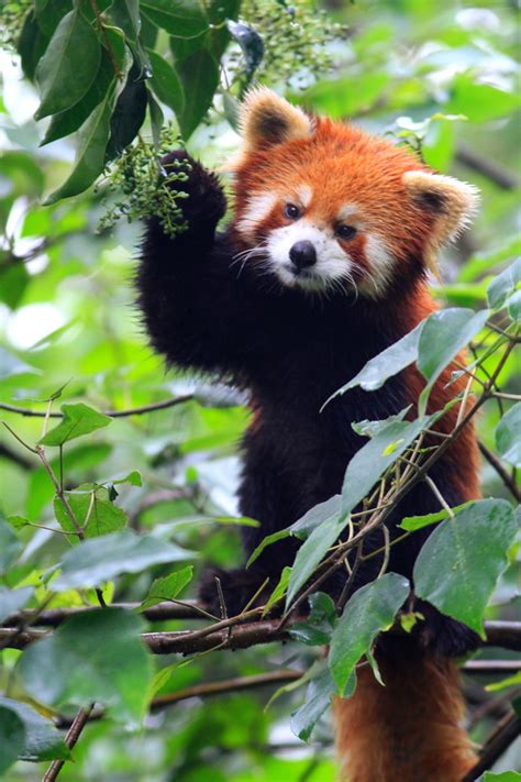 Red Panda in China | A Little Red in the Face