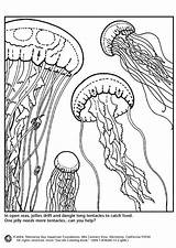 Jellyfish Medusa Colorear Qualle Ausmalbild Quallen Medusas  sketch template