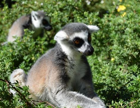 Premium Photo | Lemur in the forest