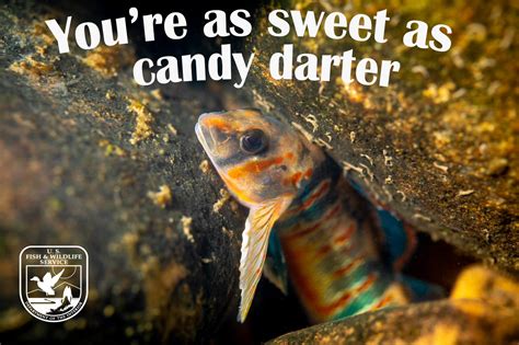 Candy Darter Valentine's Day Card | FWS.gov