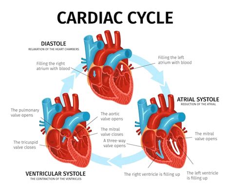 Ciclo Cardiaco Del Corazon