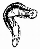 Leech Coloring Pages  Free Printable For Kids sketch template