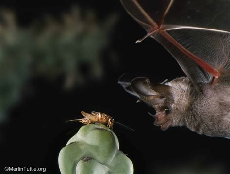 Inspiring Bat Conservation Through Photos - Merlin Tuttle's Bat Conservation