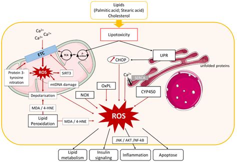 Biomolecules | Free Full-Text | Oxidative Stress in NAFLD: Role of Nutrients and Food ...