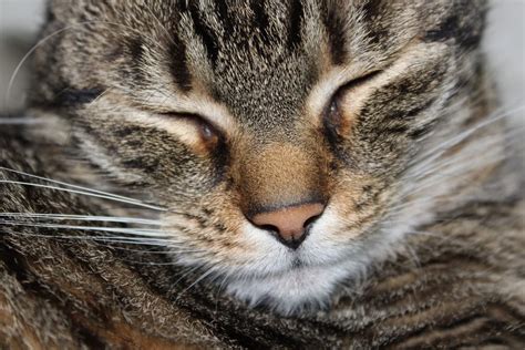 Cat Dry Nose: Causes and How to Help | Great Pet Care