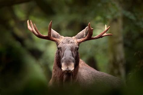 Moose Population: How Many Still Roam the World? - A-Z Animals