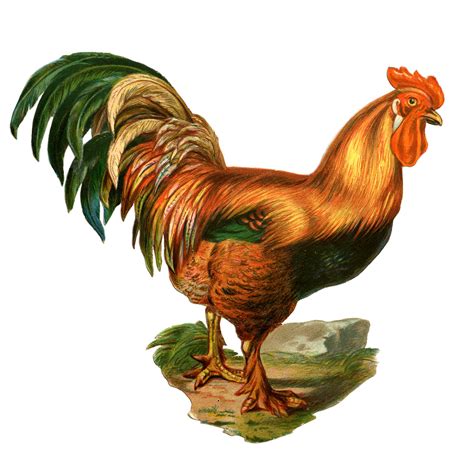 Chicken and rooster clipart kid - Clipartix