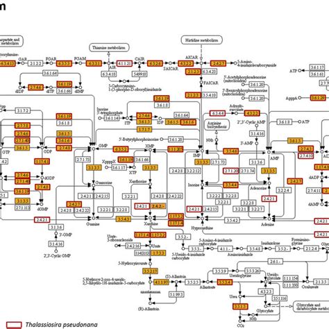 Fig. S5. Pathway of purine metabolism in | Download Scientific Diagram