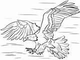Bald Eagle On A Branch Coloring Page  Free Printable Pages sketch template