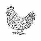 Premium Vector  Chicken coloring Pages outline vector For sketch template