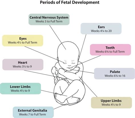 Periods of Fetal Development | Fetal development, Pediatric nursing ...