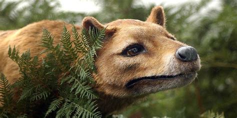 Tasmanian tiger, Tasmanian wolf (Thylacine) | DinoAnimals.com