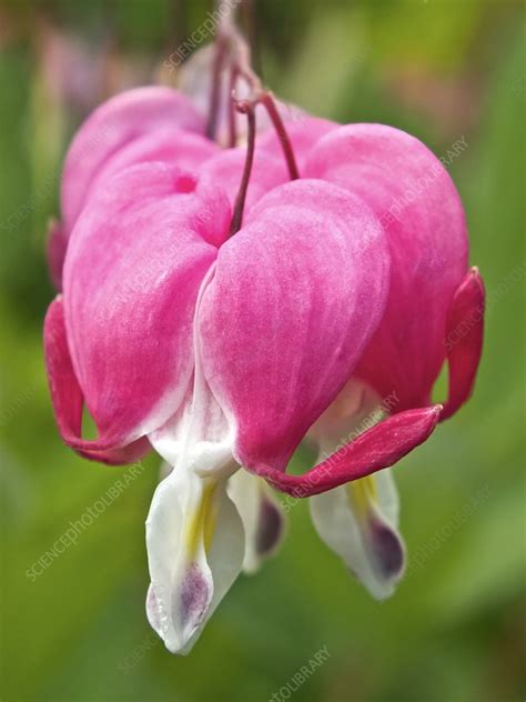 Lamprocapnos spectabilis flowers - Stock Image - C024/6215 - Science ...