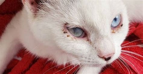 corneal ulcer cat pictures - Virgie Bright