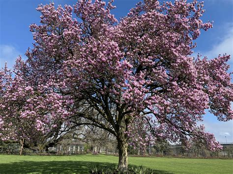 magnolia tree at the rose garden on this gorgeous monday : r/Eugene