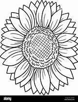 Coloring Sunflower Pages sketch template