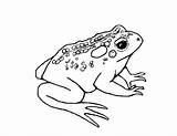 Toad 1 sketch template