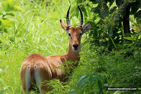 Wildlife Sanctuary - About Uttarakhand