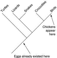 Stated Clearly: What came first, the chicken or the egg? Evolution chimes in!