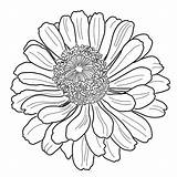 Zinnia Flower Coloring Page Zinnia Elegans Coloring P  Vrogueco sketch template