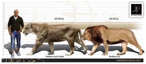 Доисторические большие кошки. European Cave Lion Today's african lions ...