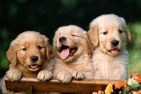 Puppy HD Wallpapers - Wallpaper Cave