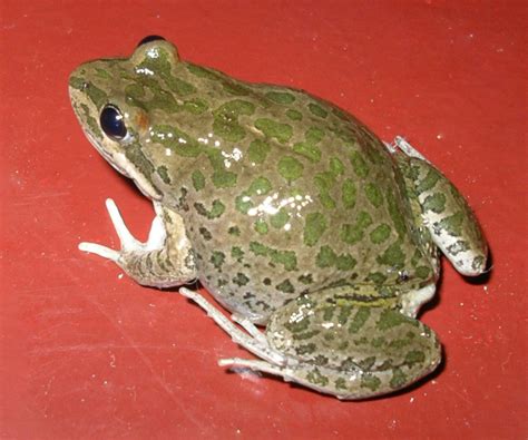 Spotted grass frog - Wikipedia