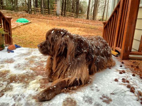 Zeus, our Newfoundland dog, happy to see some snow falling. | Newfoundland dog, Newfoundland ...