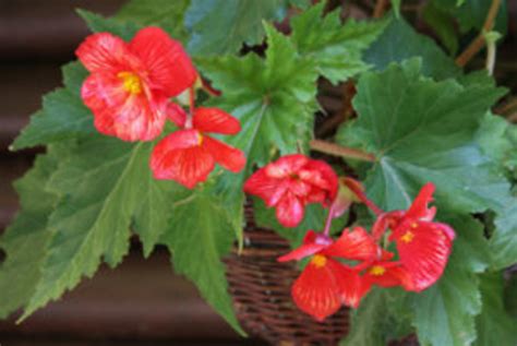 Starting Begonia Tubers for Pots and Gardens - Horticulture