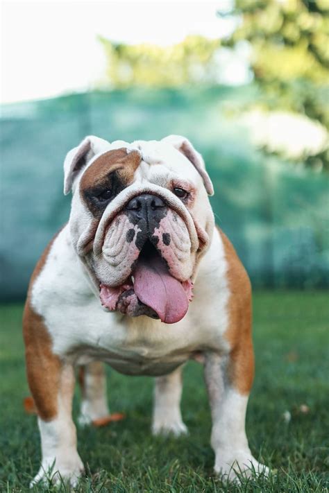 Old English Bulldog | 4 Types, Breed Profile ️ Price, Care