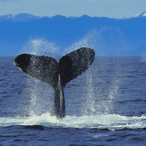 Whale Watching Cruises in Anchorage, Alaska | USA Today