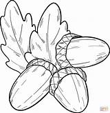 Printable Acorn Coloring Page sketch template